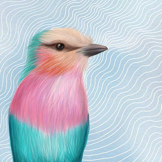 Lilac Breasted Roller2a