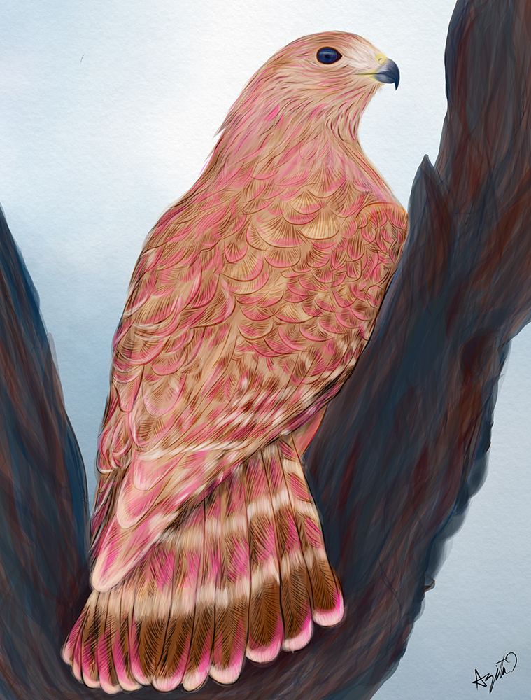 Pink Hawk