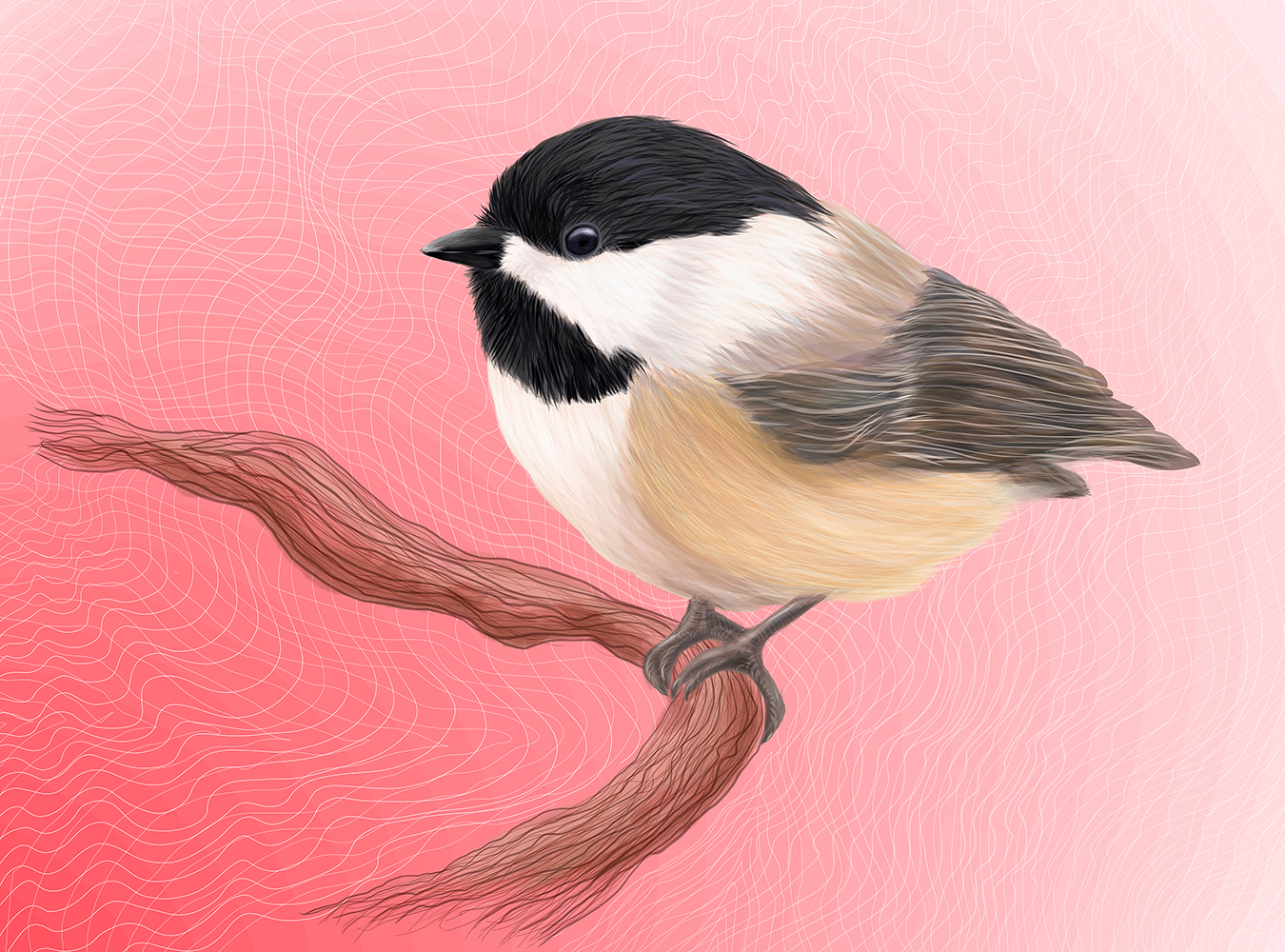 Black-capped Chickadees in mesh