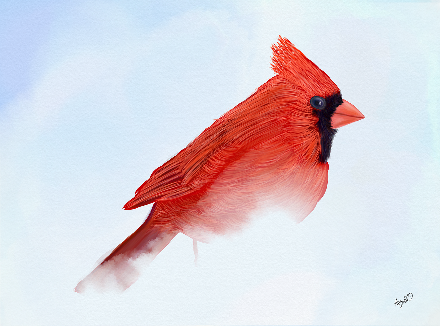 Cardinal Cardinalidae