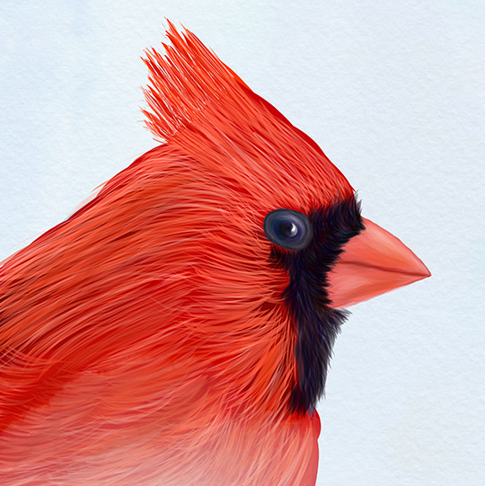 Cardinal Cardinalidae